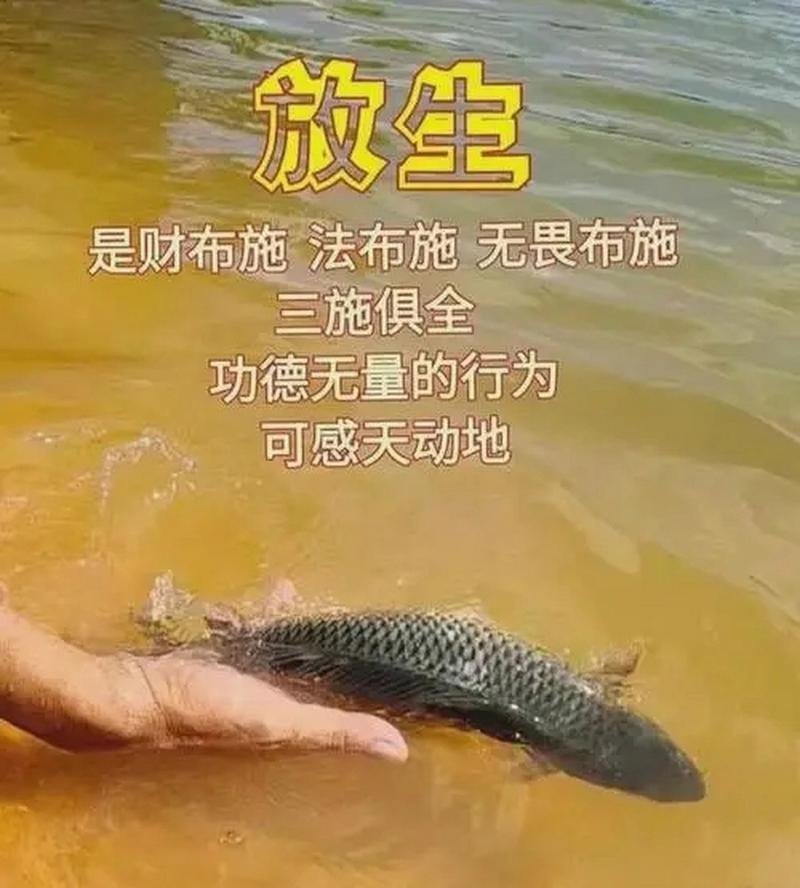 六台彩开奖特马和放生2.5万斤外来鲇鱼与放生鲇鱼的功德